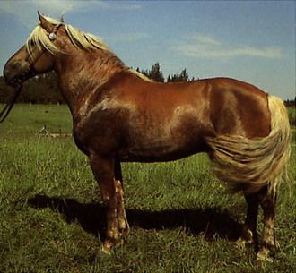 lovak_74.jpg